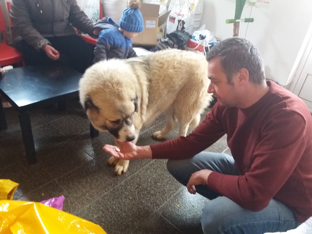 veterinar-7