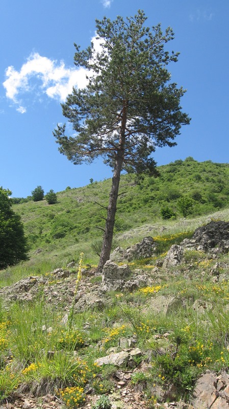 crna-reka-sadjenik 10