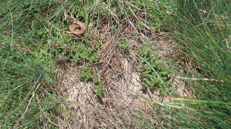 crna-reka-sadjenik 9