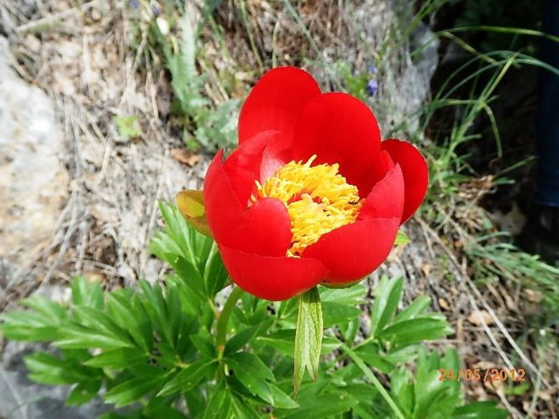 kon planina 4