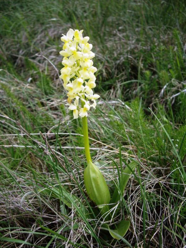 kon planina 5