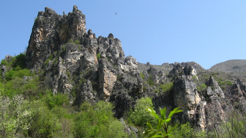 shegava 15