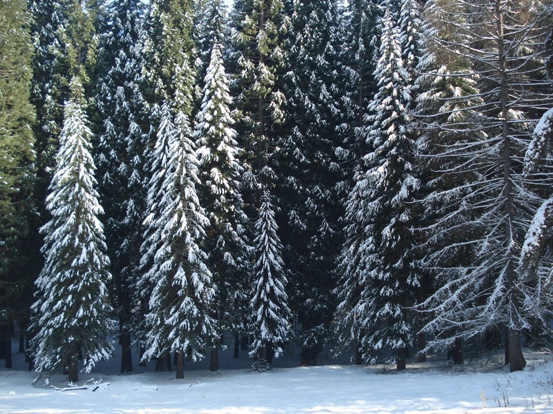 sekvoi 10