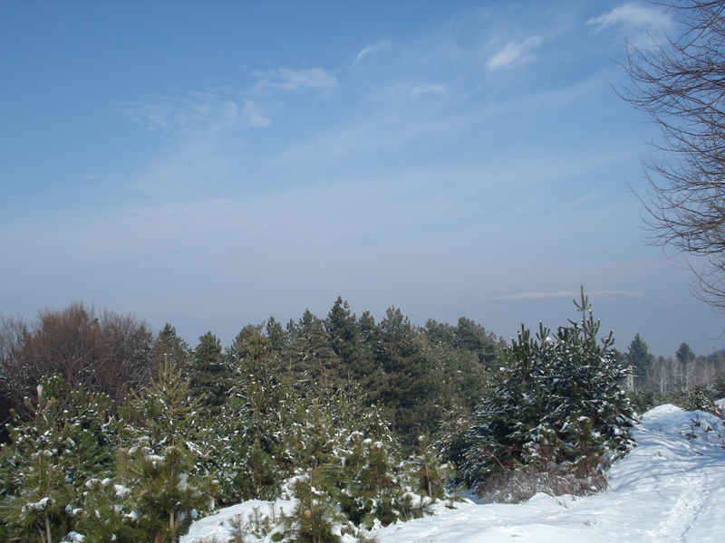 sekvoi 6