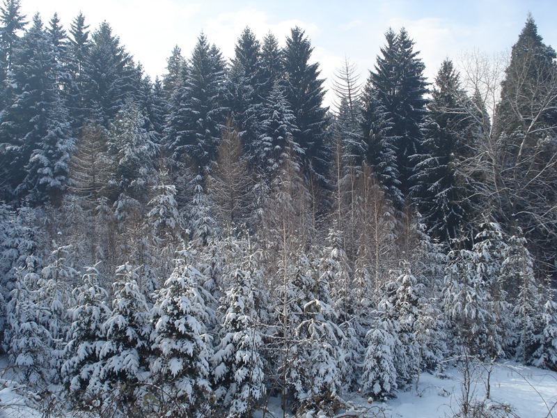 sekvoi 8