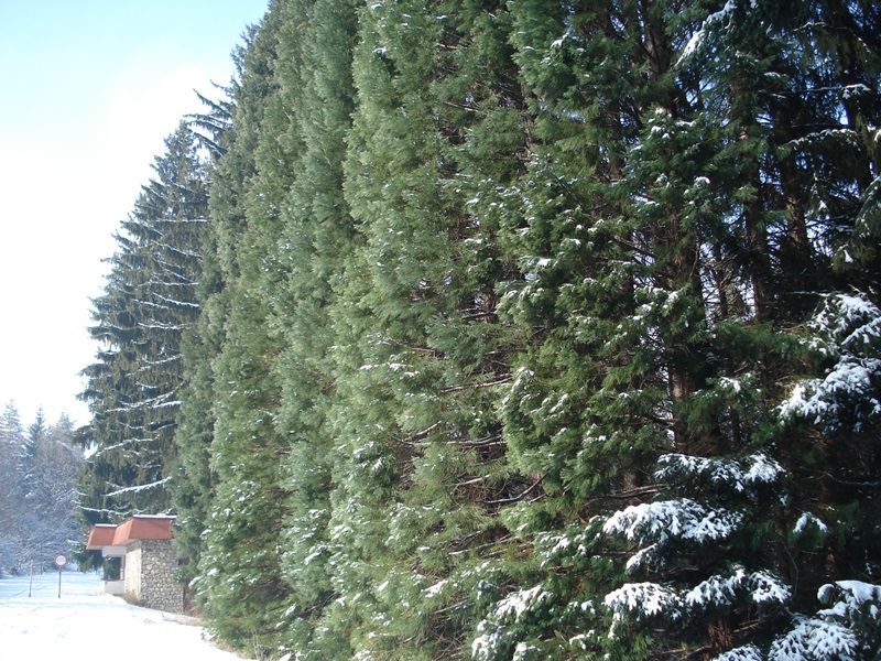 sekvoi 9