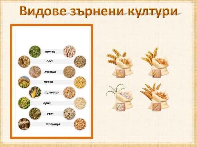 zarno-1