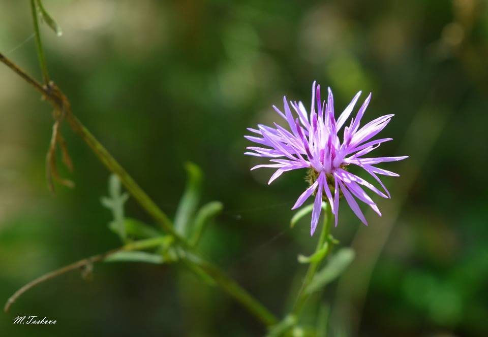 81